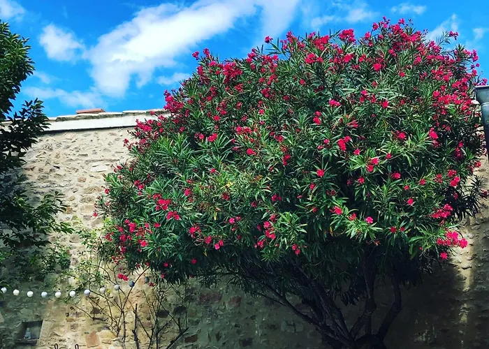 Bed & Breakfast Maison Des Bourgades Saint-Julien-de-Peyrolas